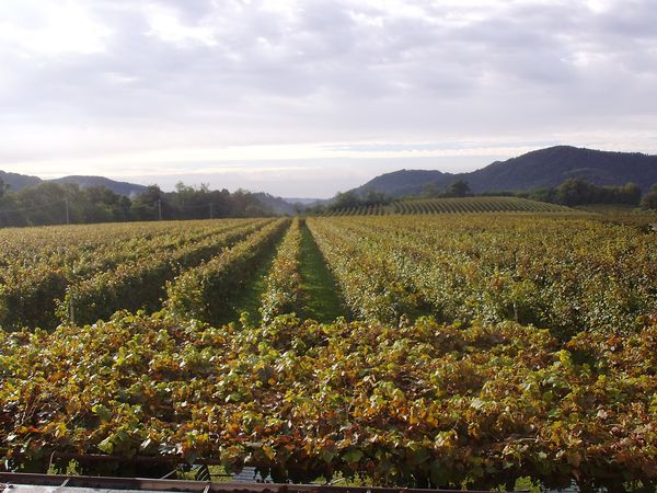 Weinberg Al Col - © RoRadln - Monika Fehr