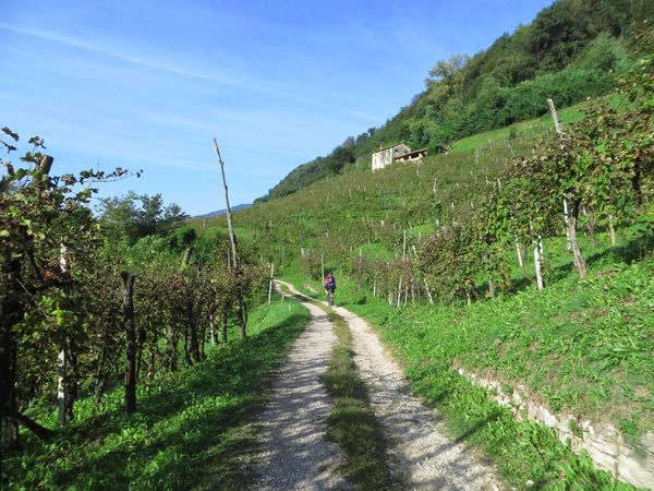 In den Weinbergen - © RoRadln - Kurt Schmidt