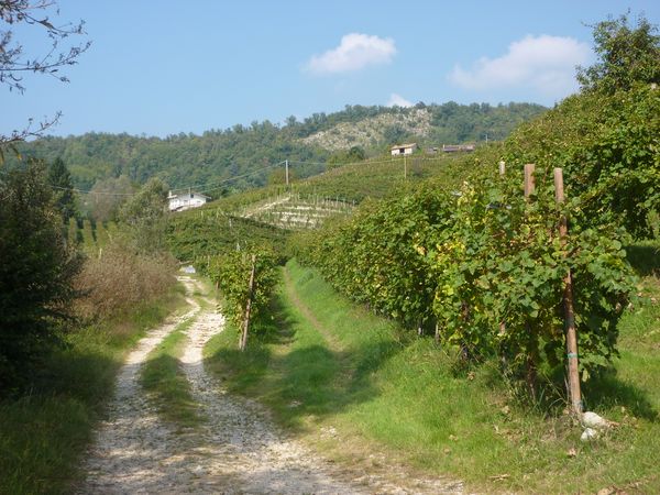 In den Weinbergen - © RoRadln - Franz Lohmair