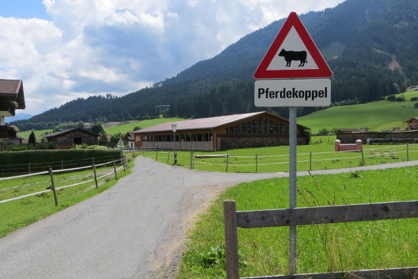 Was denn nun? Kuh oder Pferd? - © RoRadln - Kurt Schmidt