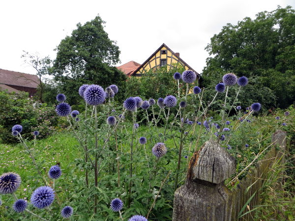 Vorgarten in Neudorf - © RoRadln - Kurt Schmidt