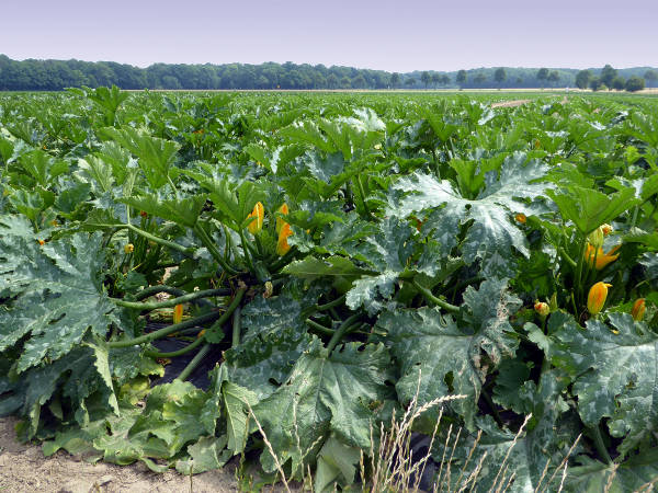 Zucchinifeld bei Erkelenz - © RoRadln - Kurt Schmidt