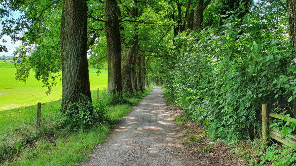 Allee am Egglburger See - © RoRadln - Kurt Schmidt
