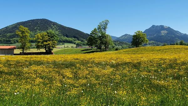Blumenmeer bei Hundham - © RoRadln - Kurt Schmidt