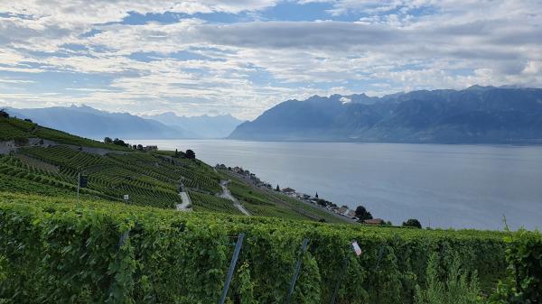 Blick von der Weinstraße zum Genfer See - © RoRadln - Kurt Schmidt