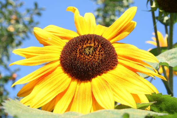 Sonnenblume - © RoRadln - Kurt Schmidt