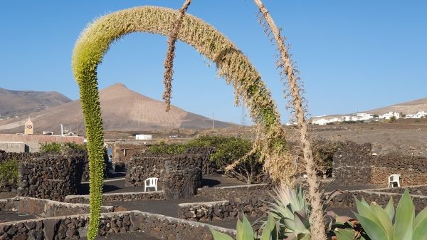 Agave mit Bl&uuml;tenstand - © RoRadln - Kurt Schmidt