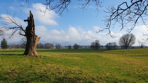 abgebrochener Baum nahe Spöck - © RoRadln - Kurt Schmidt