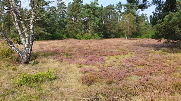 Heide am Rand der Senne - © RoRadln - Kurt Schmidt