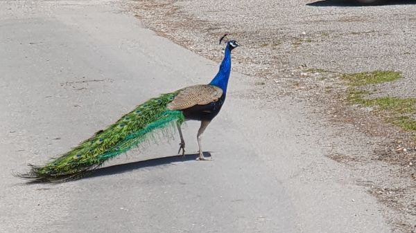 Pfau auf Gut Immling - © RoRadln - Kurt Schmidt