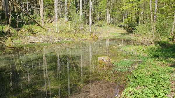Kupferbachtal - Quelle eines Zuflusses vom Kupferbach - © RoRadln - Kurt Schmidt