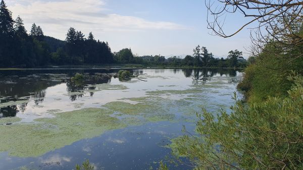 Bachtelsee - Vogelparadies in der aufgestauten Wertach - © RoRadln - Kurt Schmidt