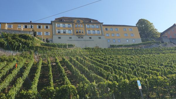Staatsweingut Meersburg - © RoRadln - Kurt Schmidt
