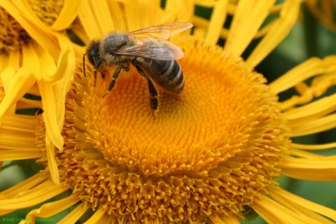 Fleißiges Bienchen - © RoRadln - Kurt Schmidt