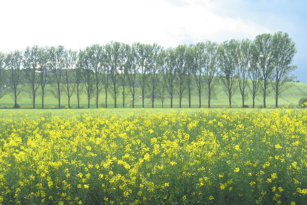 Typische Landschaft in Nordhessen - © RoRadln - Kurt Schmidt