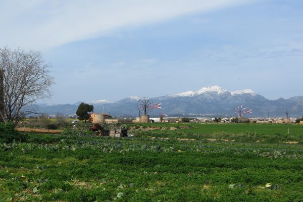 Windmühlen bei Sa Pobla - © RoRadln - Kurt Schmidt