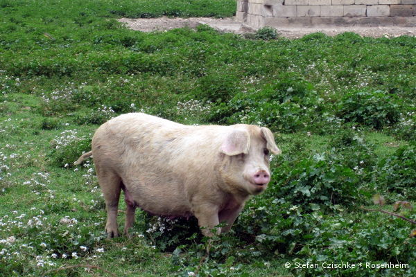 Schwein auf Weide in Gärten um Ariany - © RoRadln - Stefan Czischke