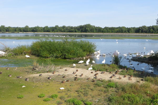 Vogelparadies Isar-Stauseen - © RoRadln - Kurt Schmidt