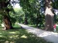 Alter Baumbestand im Schlosspark Lednice