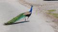 Pfau auf Gut Immling